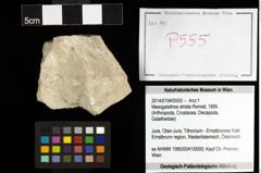 Foto (Objekt + Etiketten) von Mesogalathea striata (Remeš, 1895) 